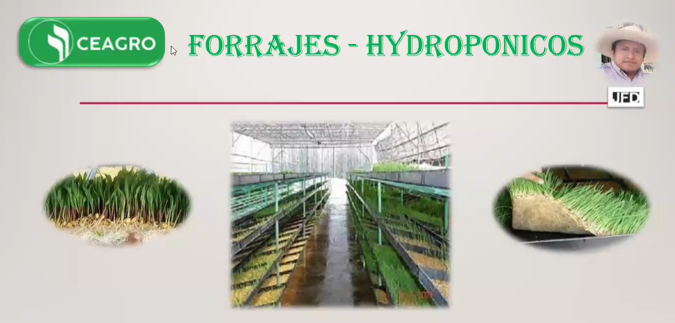 Forraje verde en hidroponía